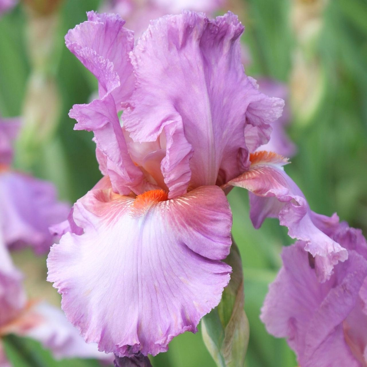 Bearded Iris Persian Berry - 2 rhizomes - Longfield Gardens