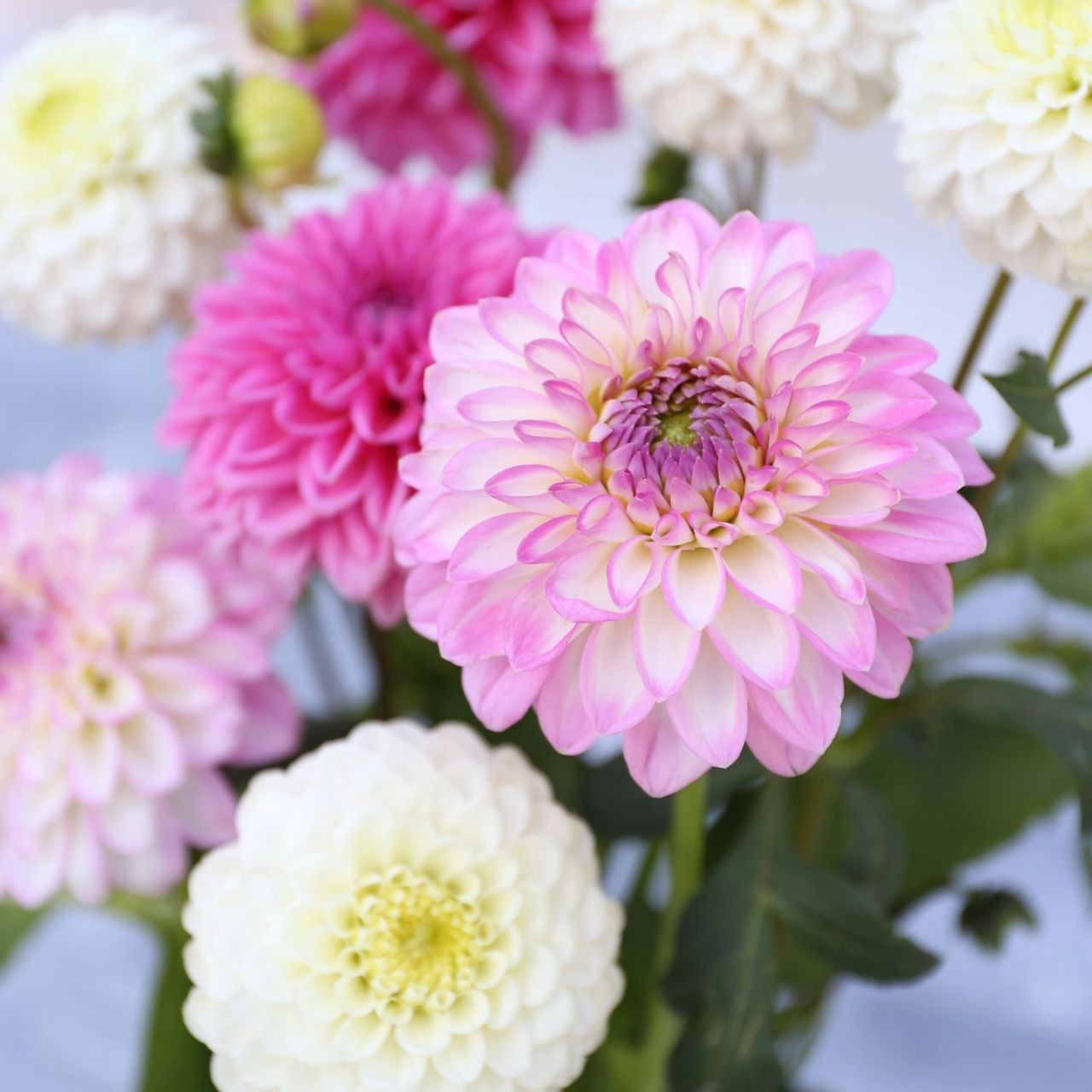 Ｄahlia☆ SidehillCindyDahlia-