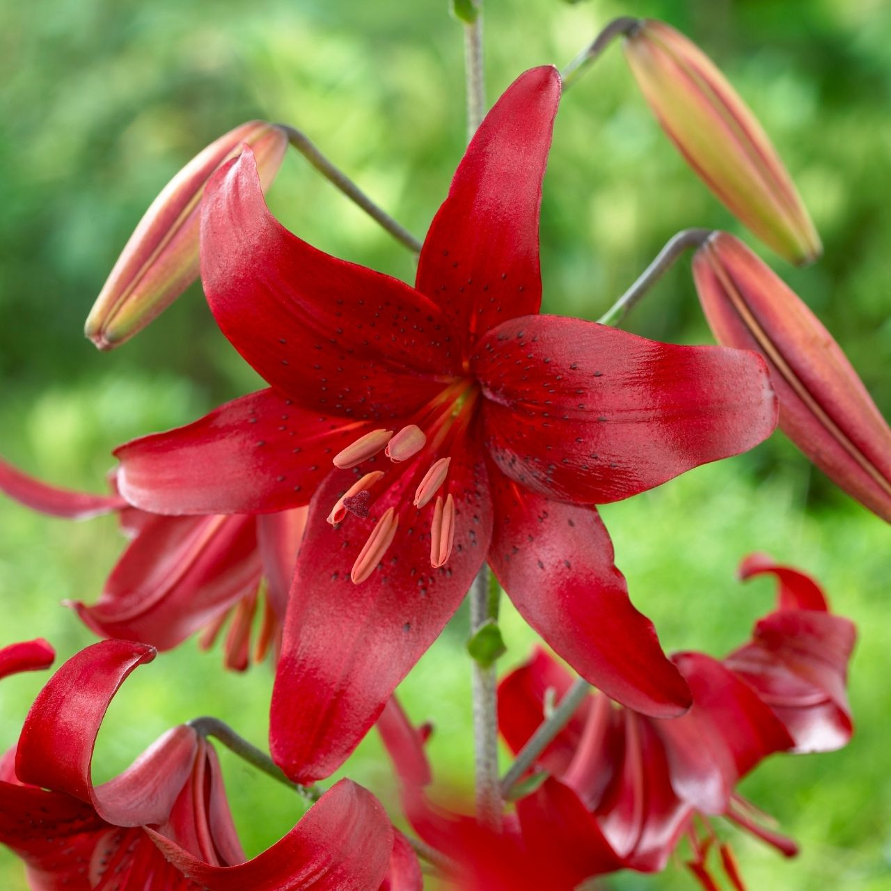Lily Asiatic Red Velvet - 5 bulbs - Longfield Gardens