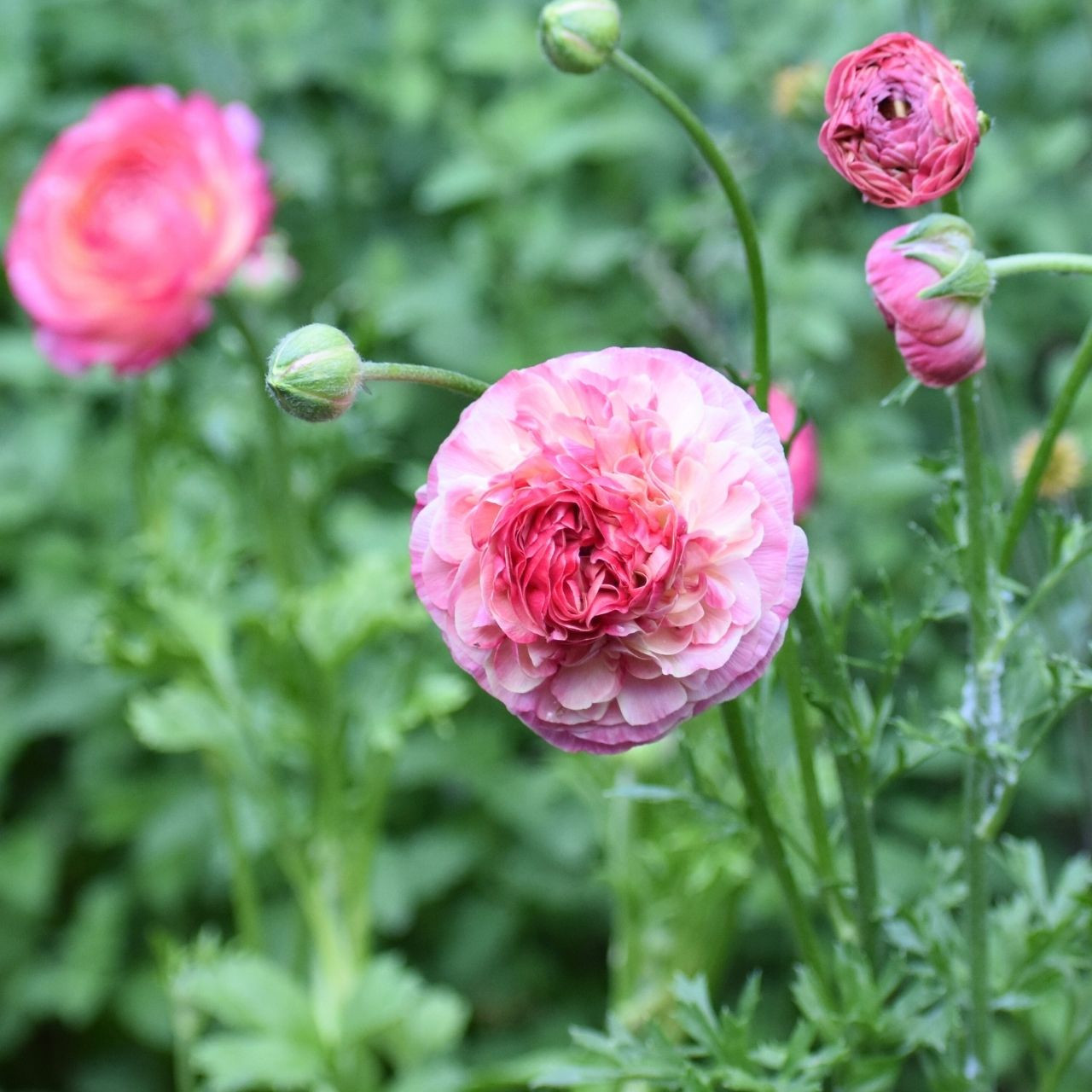 Ranunculus Aviv Picotee Pink/White (Spring) - 25 tubers - Longfield Gardens