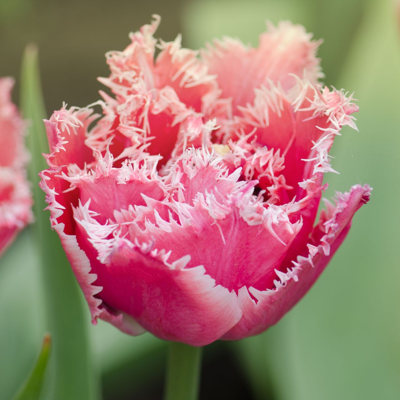 Tulip 'Fancy Frills' - 10 Bulbs