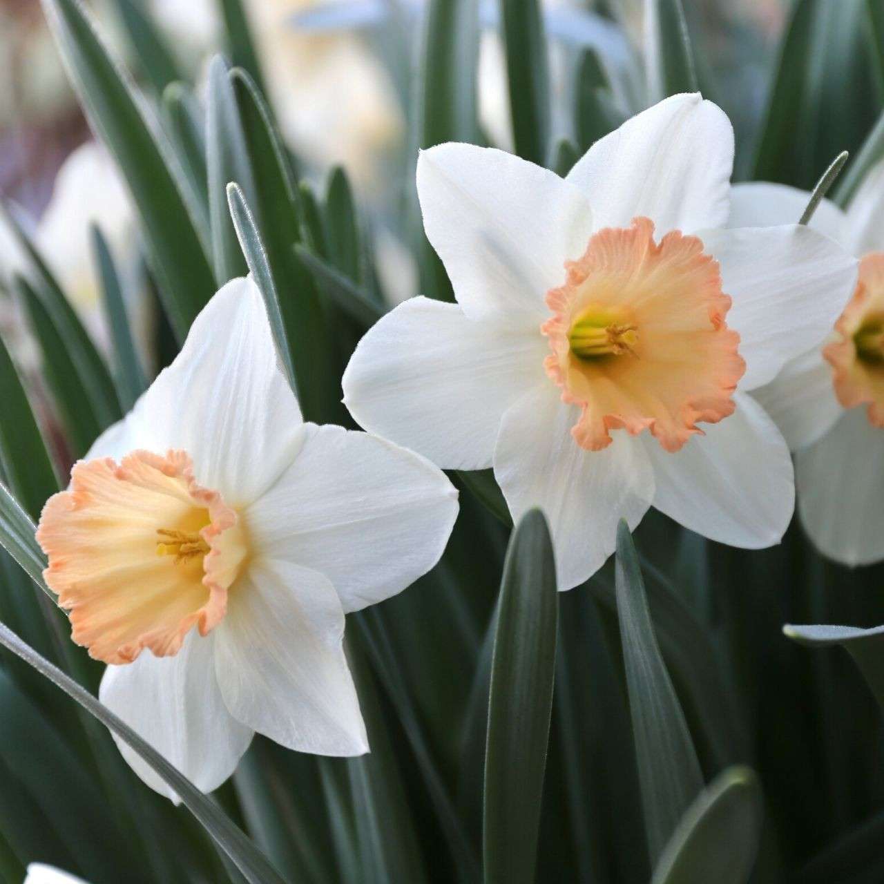 pink daffodil bulbs