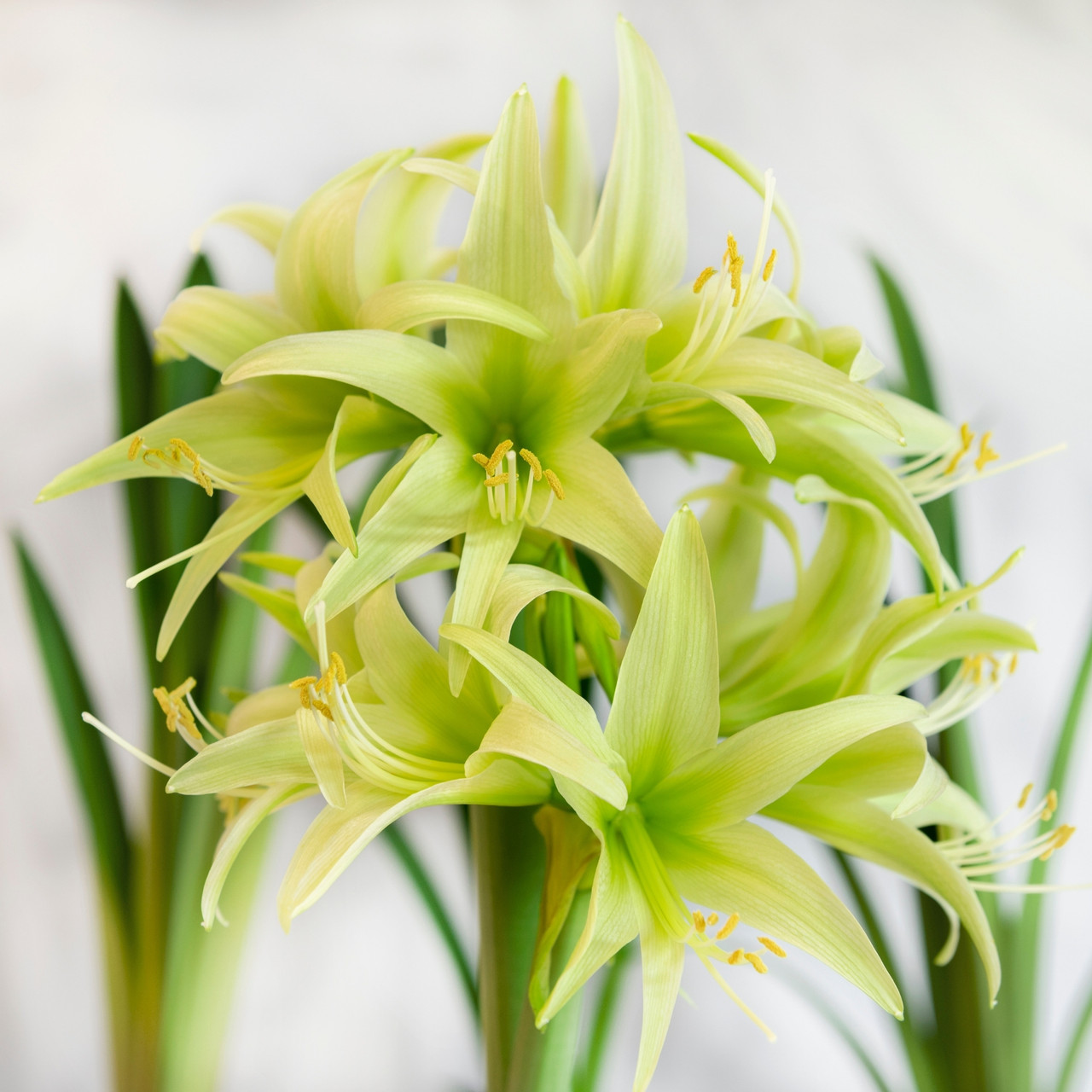 Amaryllis Assorted Designer Collection