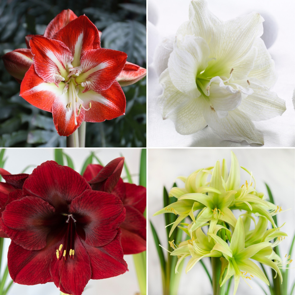 Amaryllis Assorted Designer Collection - Thumbnail 2