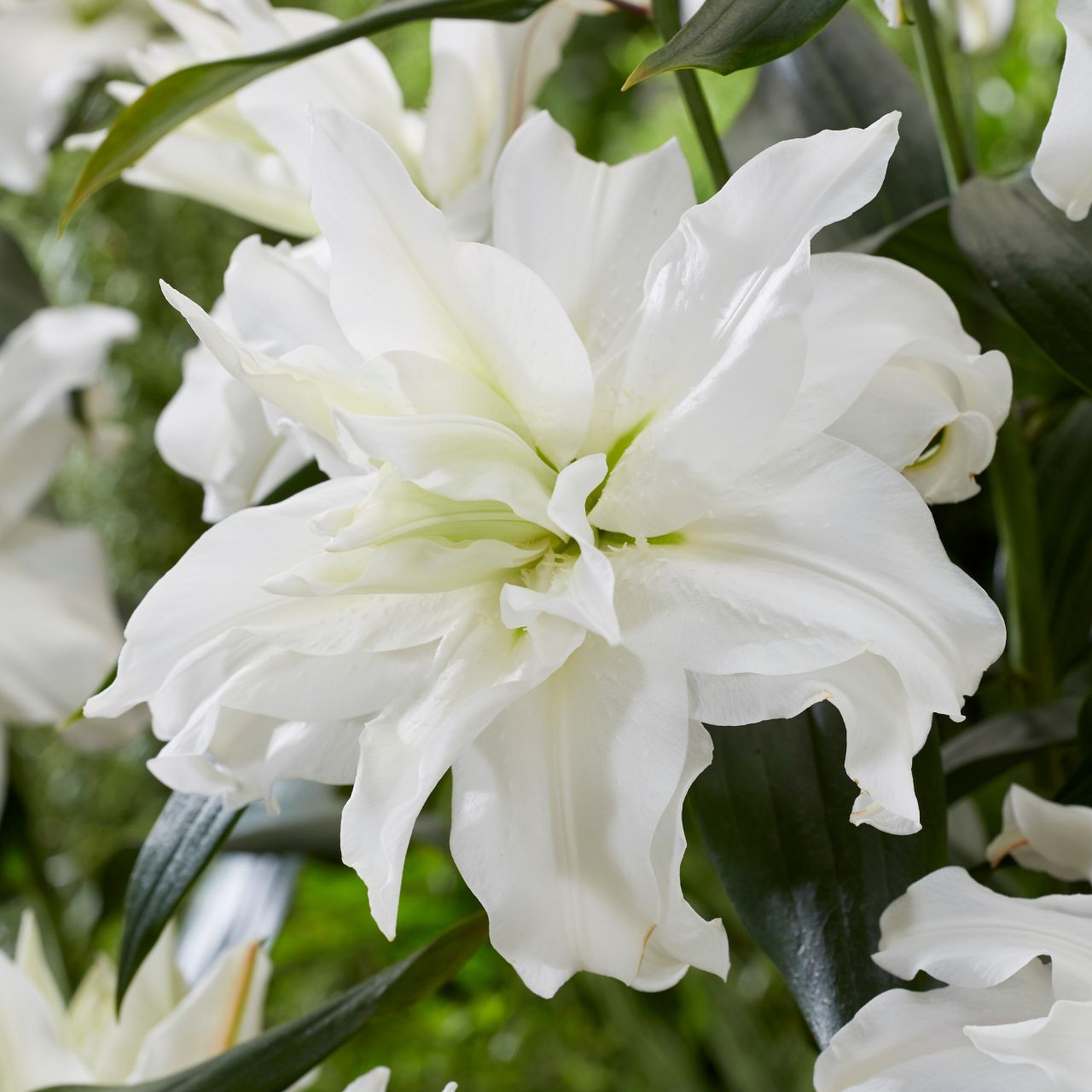 Lily Double Oriental Roselily Ramona 5ct - Longfield Gardens