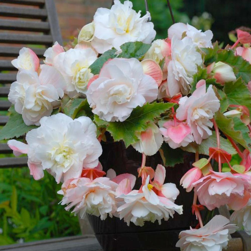 Begonia Upright Double Odorata White - Thumbnail 2