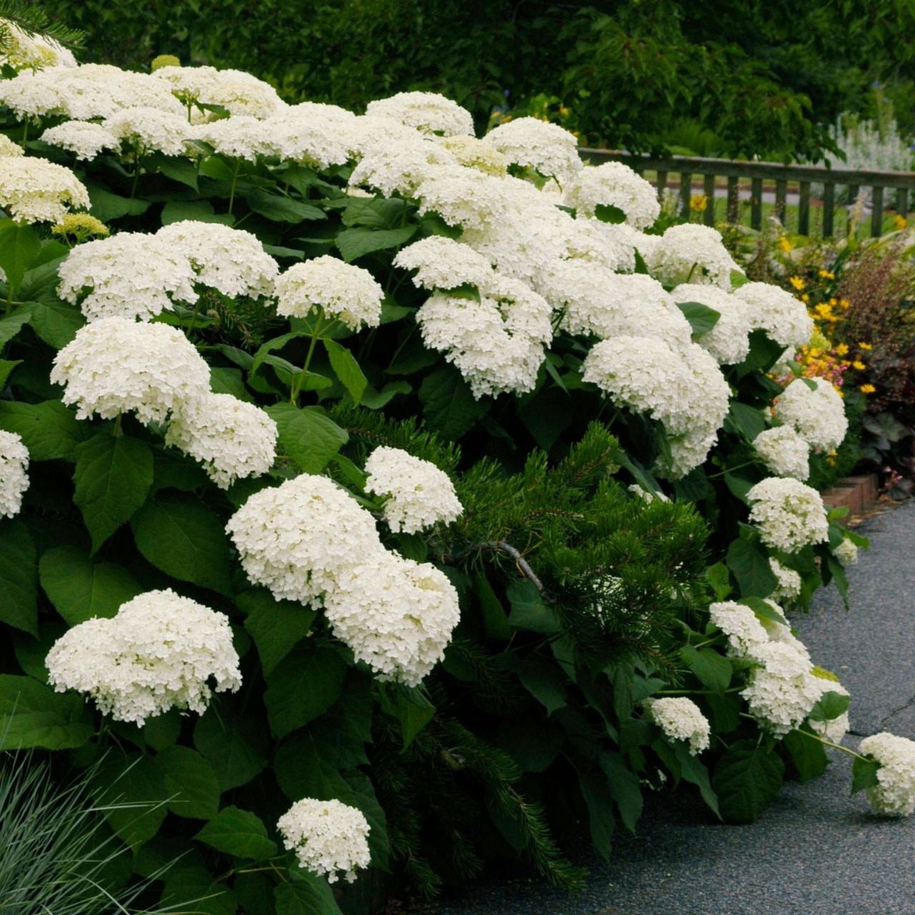 Image of Hydrangea arborescens 'Annabelle' fragrant hydrangea