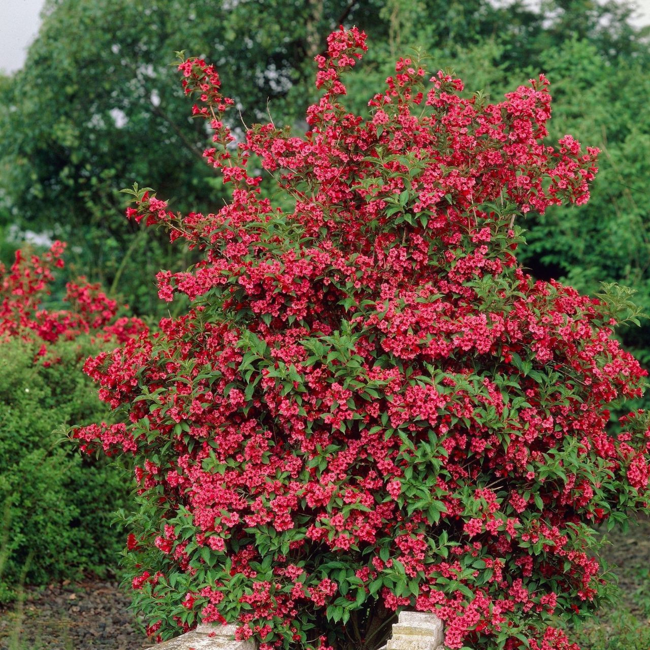 Image of Weigela red prince shrub in full bloom