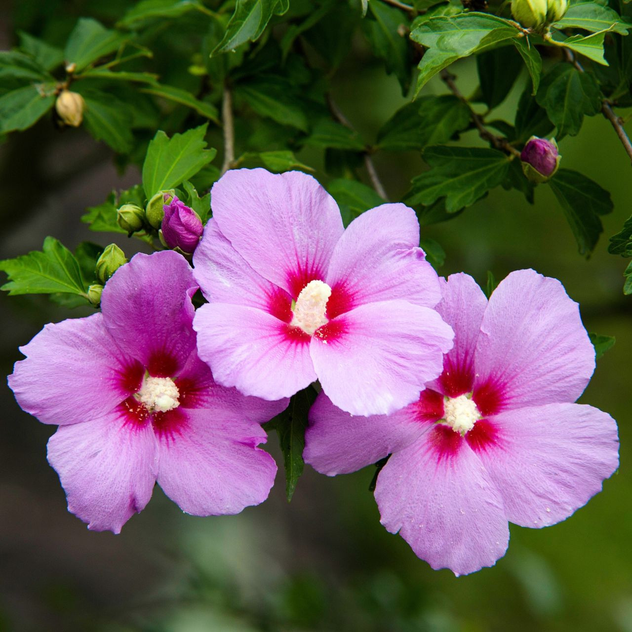 Image of Hibiscus arborescens flower