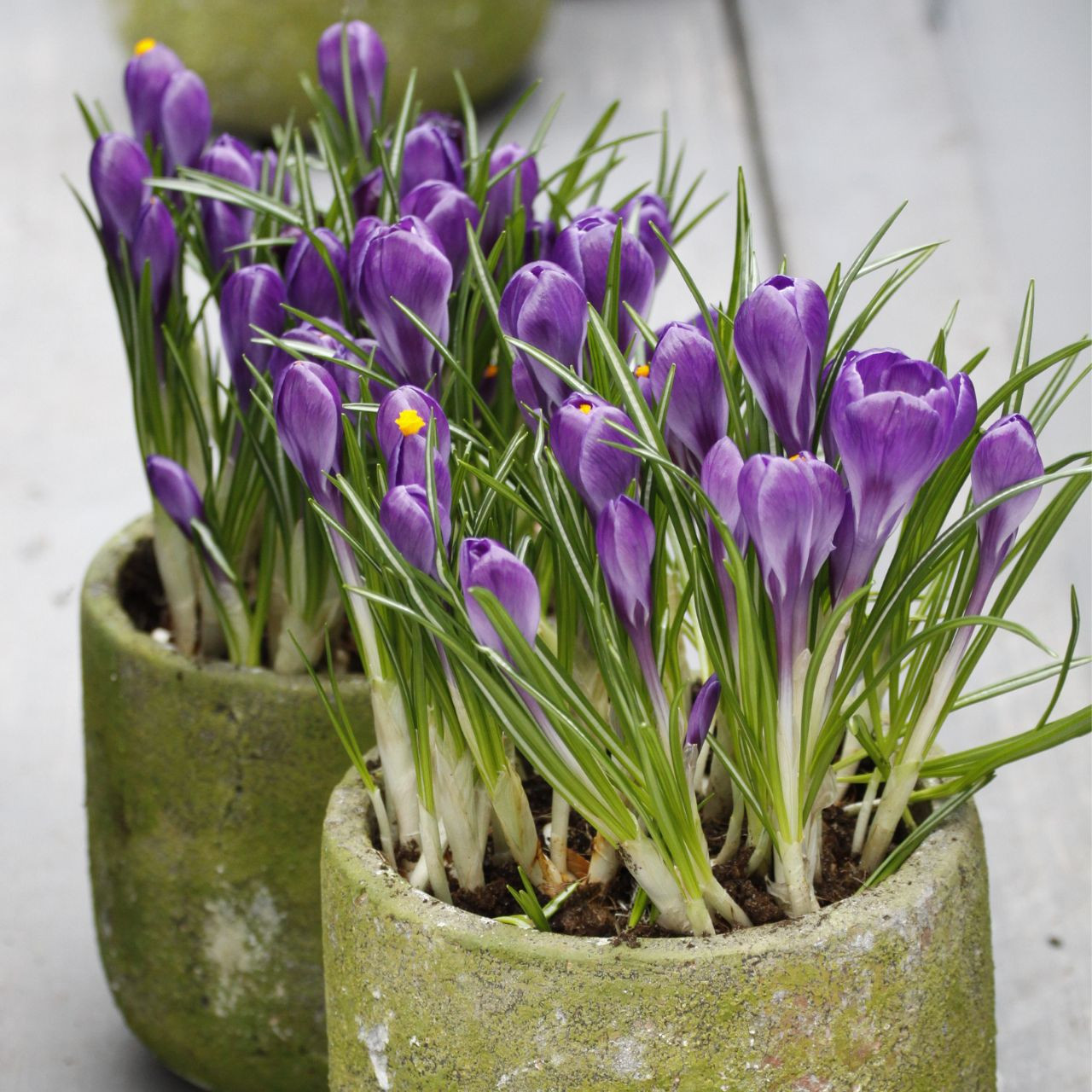 Crocus Large Flowering Flower Record - 25 corms - Longfield Gardens