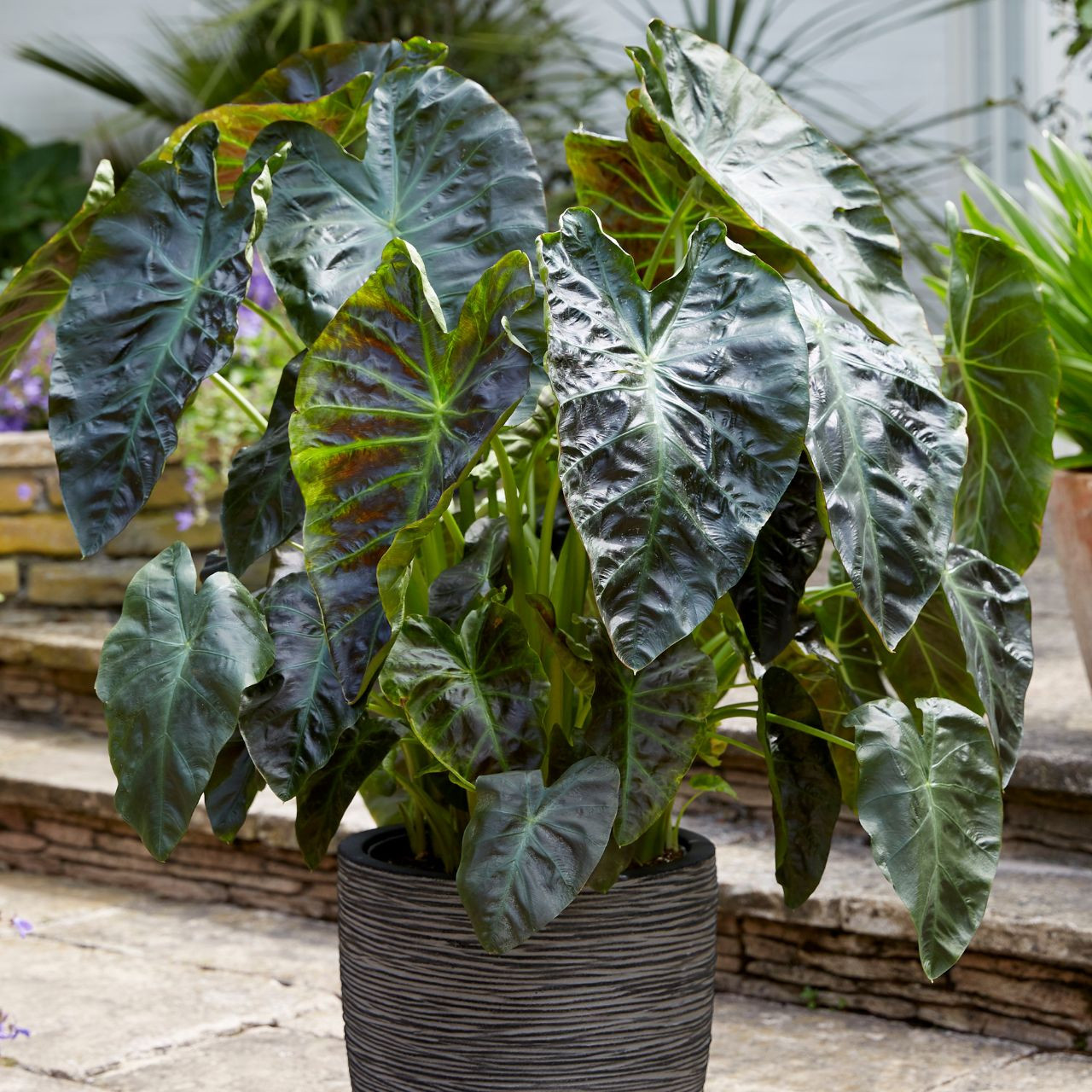 Colocasia Esculenta Hawaiian Punch - 1 bulb - Longfield Gardens