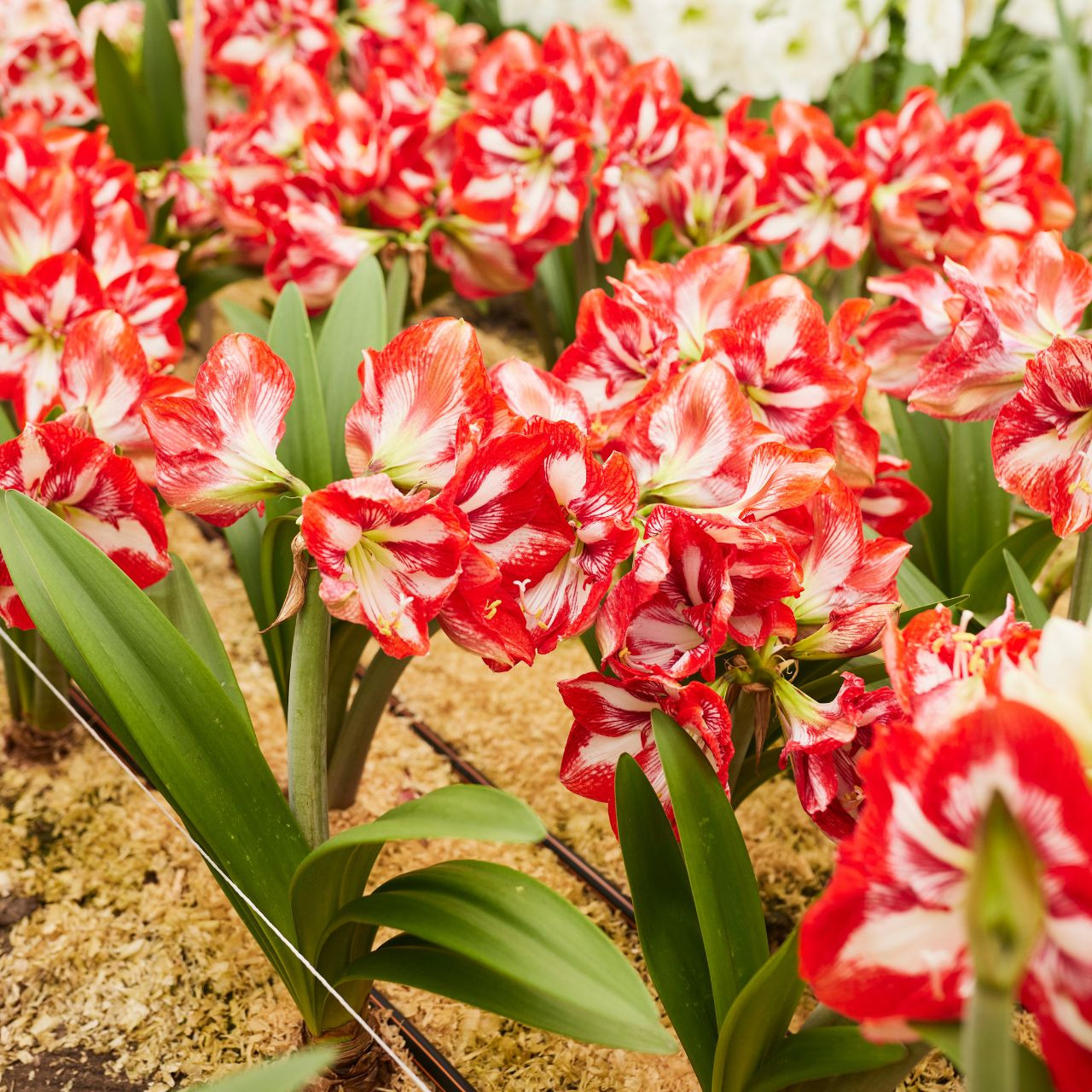 Amaryllis Single Pierrot - 1 bulb - Longfield Gardens