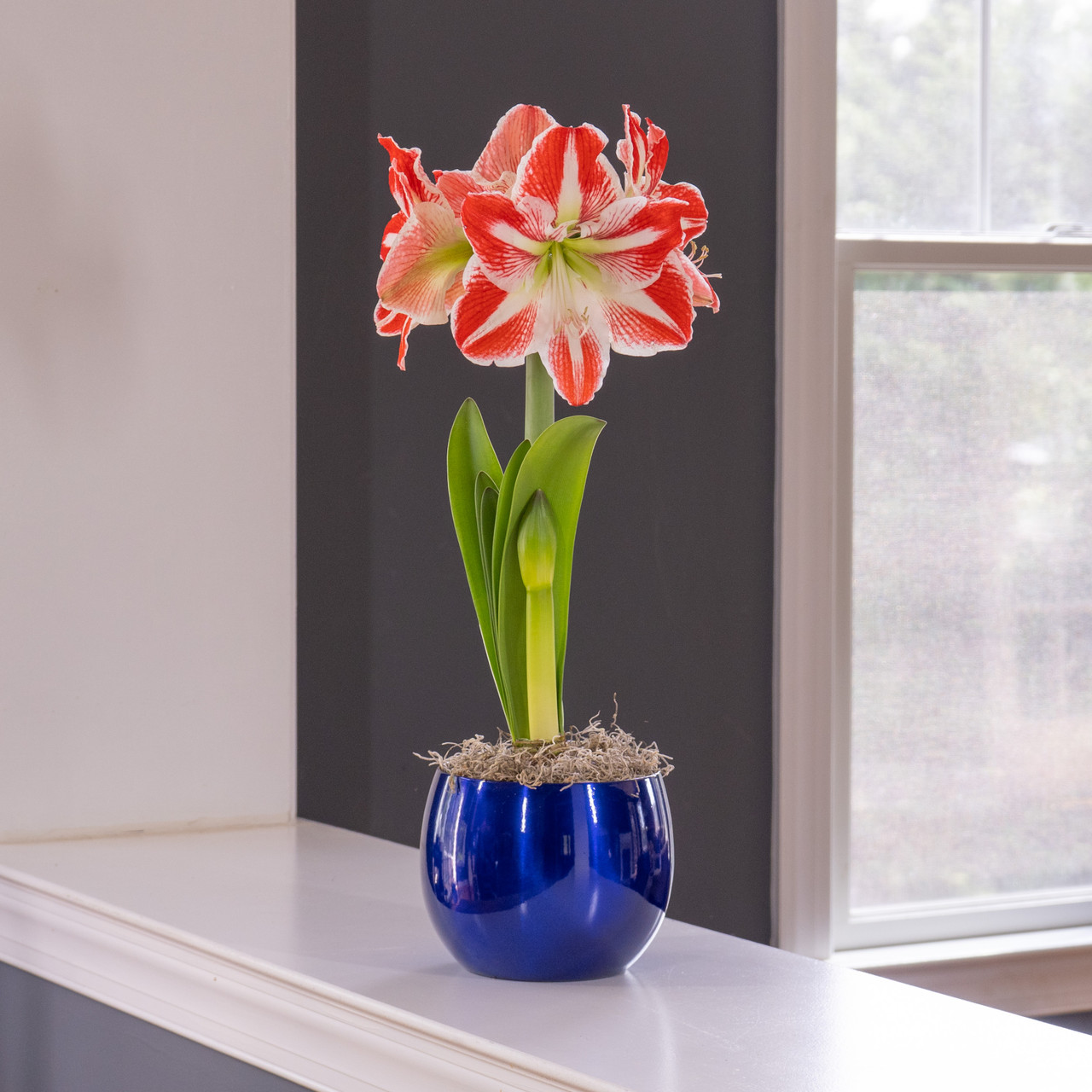 Amaryllis Pierrot Globe Pot 1 Growing Kit - Longfield Gardens