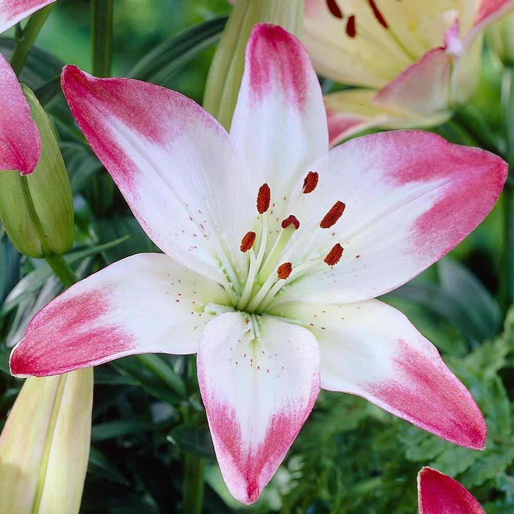 Lillyです Lily Asiatic Lollypop (Fall) - 5 bulbs - Longfield Gardens