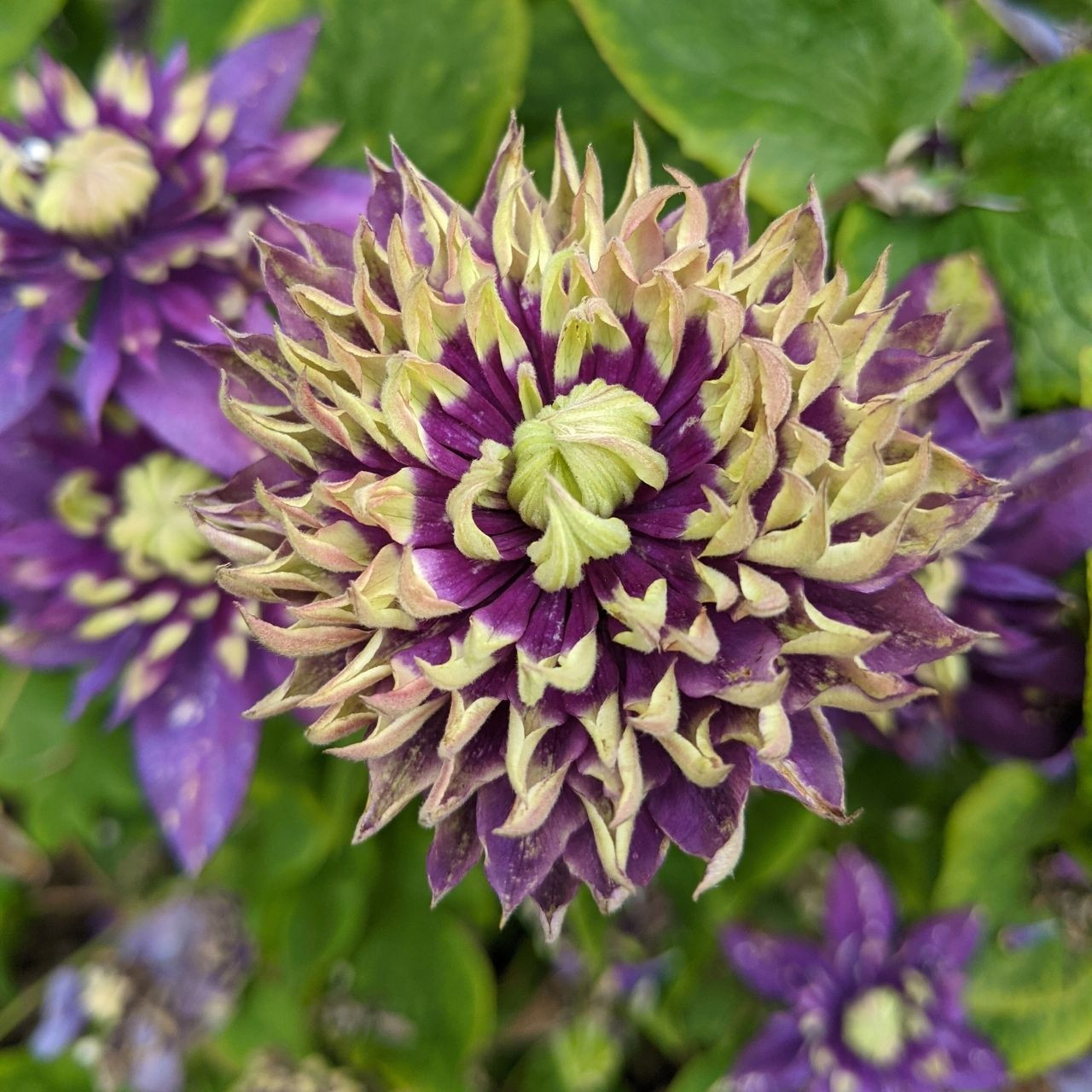Clematis Taiga - 1 One Year Plug - Longfield Gardens
