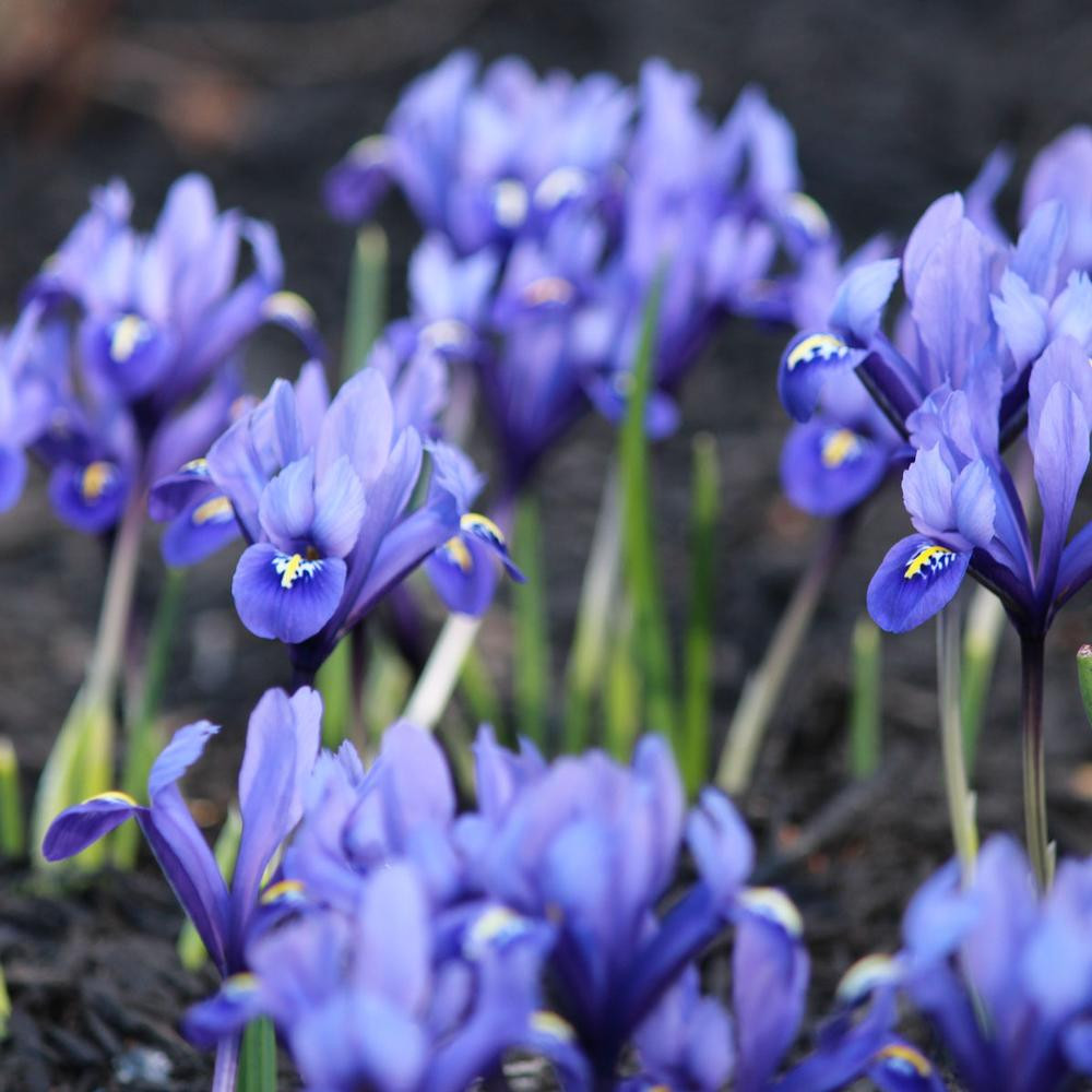 Iris Reticulata Harmony (25 bulbs) - Thumbnail 2