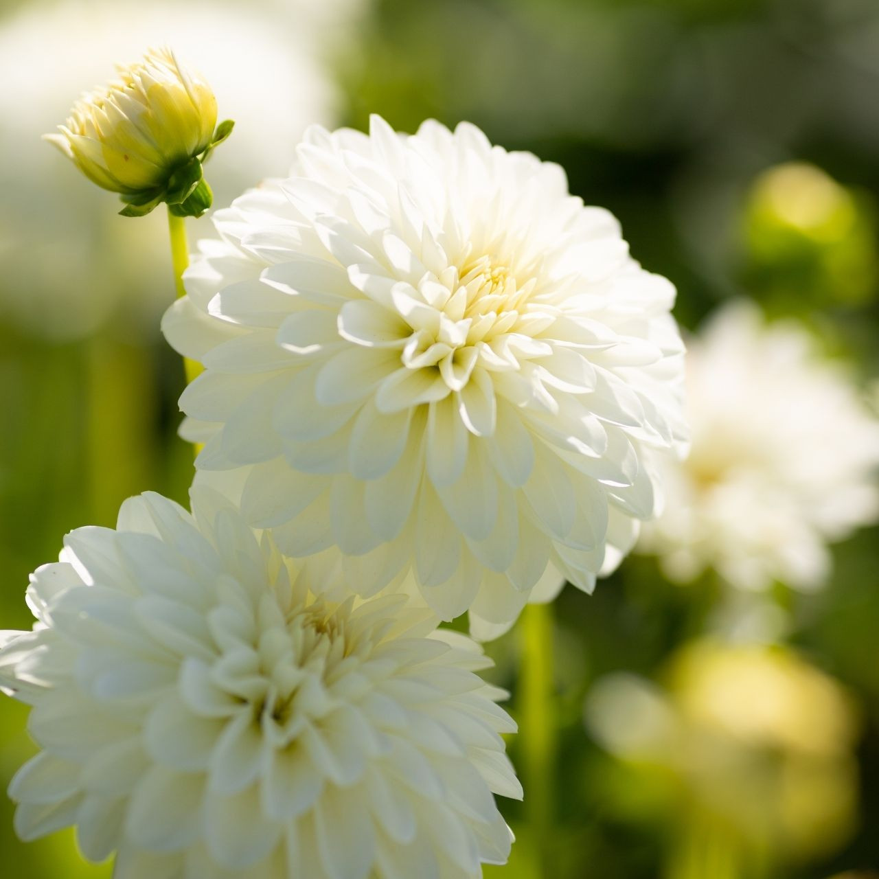 Dahlia Decorative Snow Cap - 2 tuber clumps - Longfield Gardens