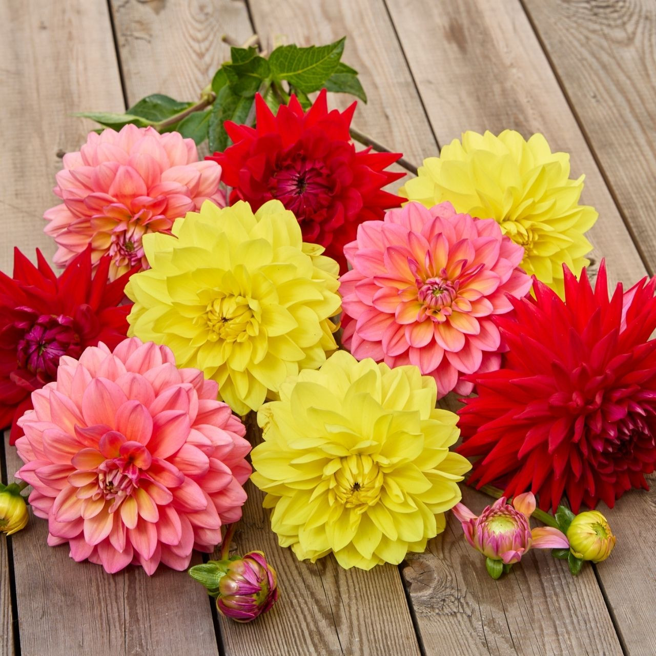 Dahlia Assorted Tropical Glow Collection - 6 tuber clumps