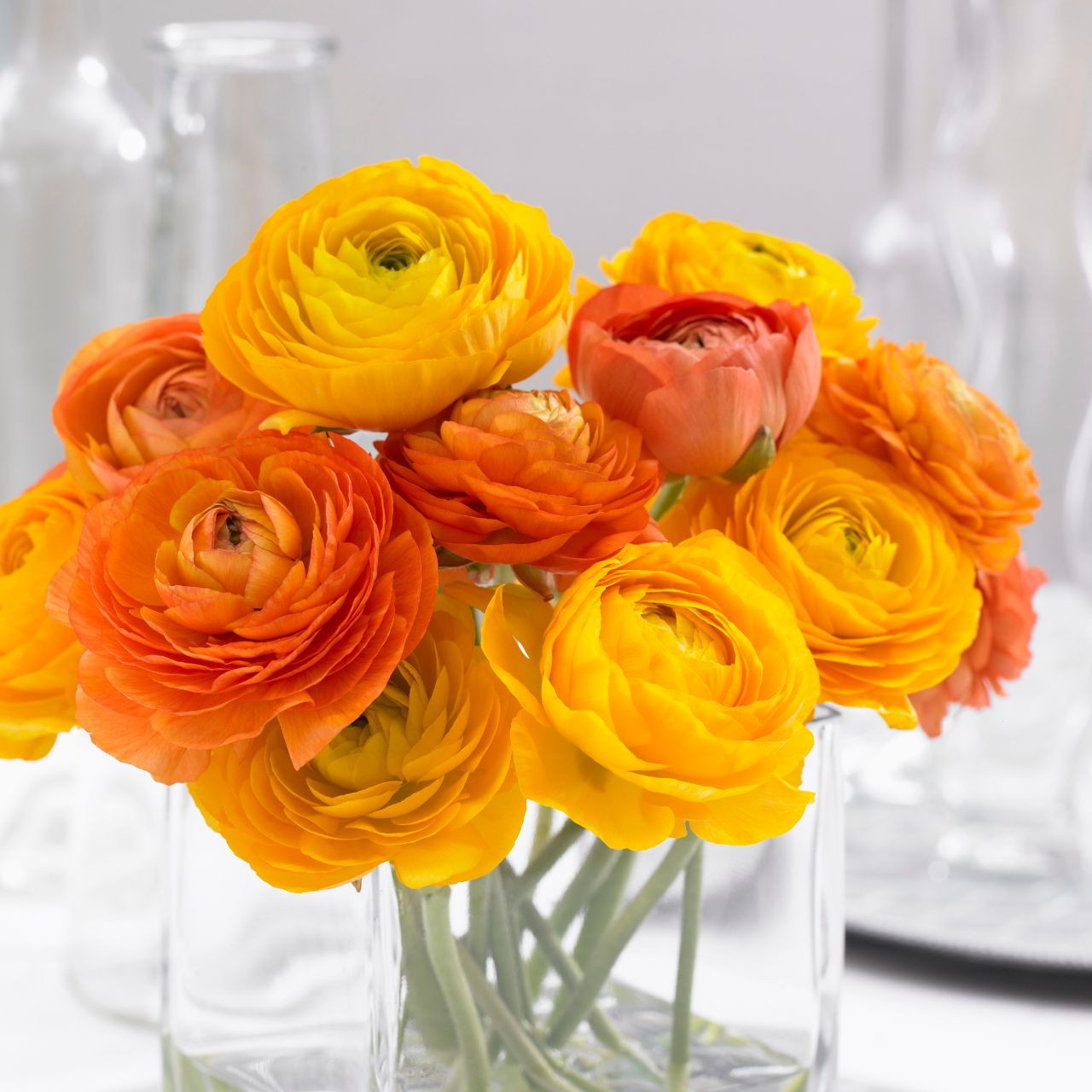 Ranunculus Tomer Orange (Fall) - 25 tubers - Longfield Gardens
