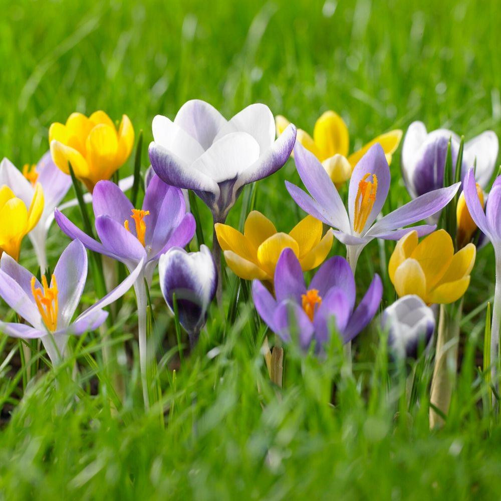 Crocus Species Assorted Colors