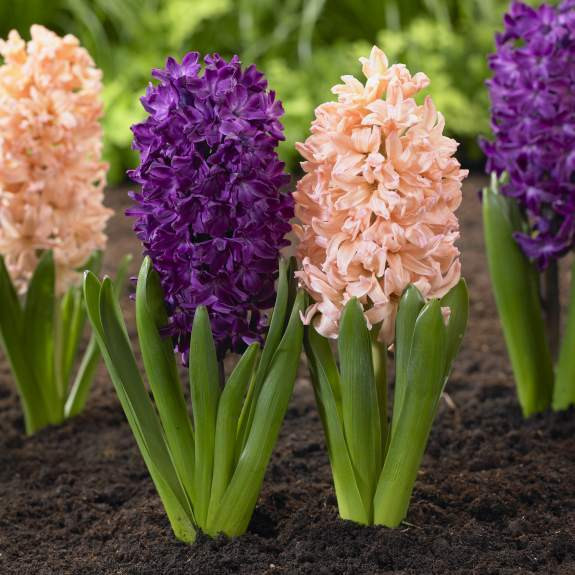 Hyacinth Orientalis Gypsy Queen & Woodstock - 20 bulbs - Longfield