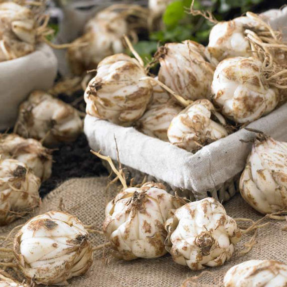 Lily Oriental Colorado - Thumbnail 4