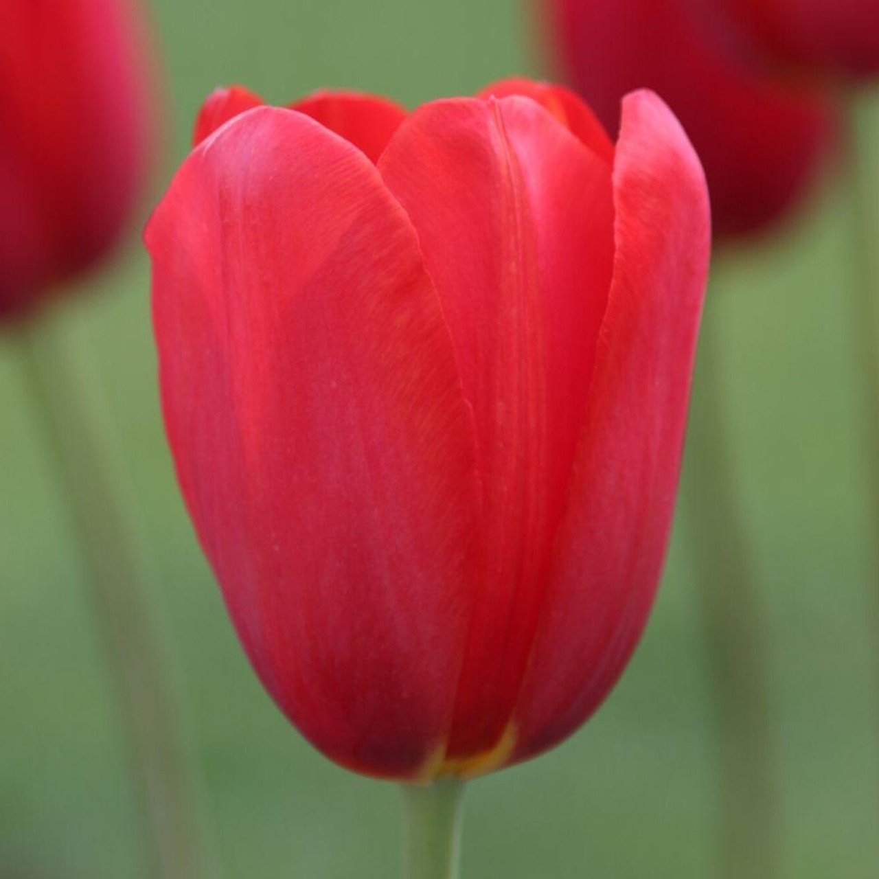 tulip flower pictures to color