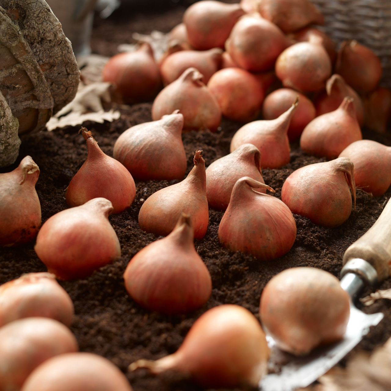 Tulip Double Early Foxtrot