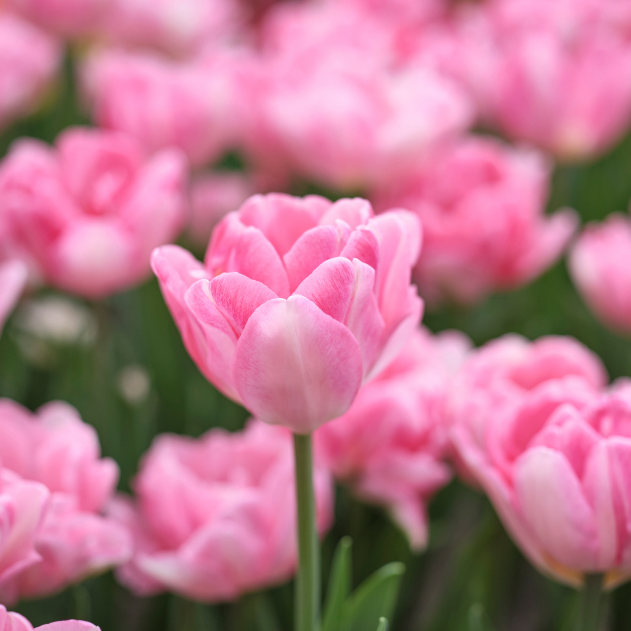 Tulip Double Early Foxtrot - Thumbnail 4