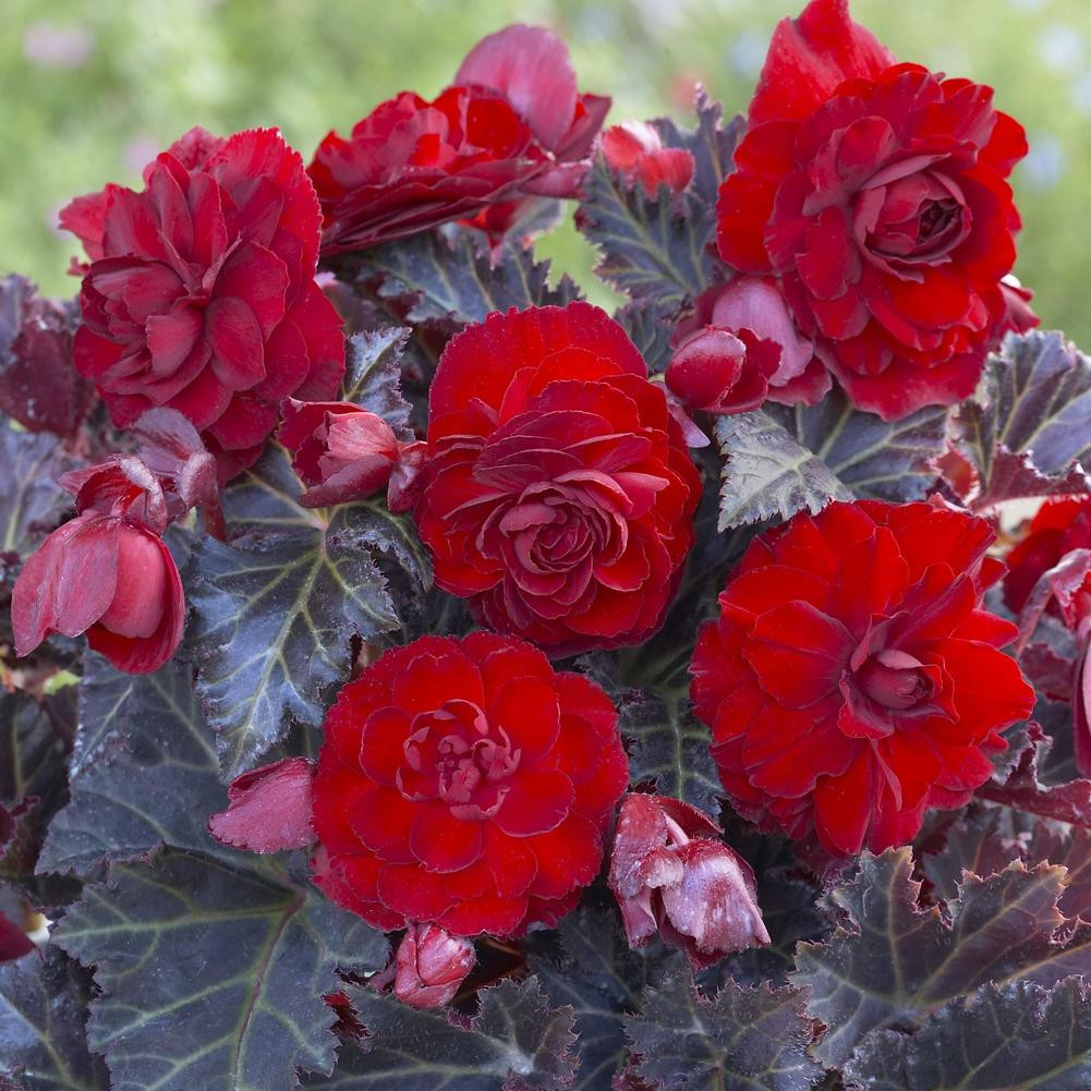 Begonia Double Maxima Switzerland