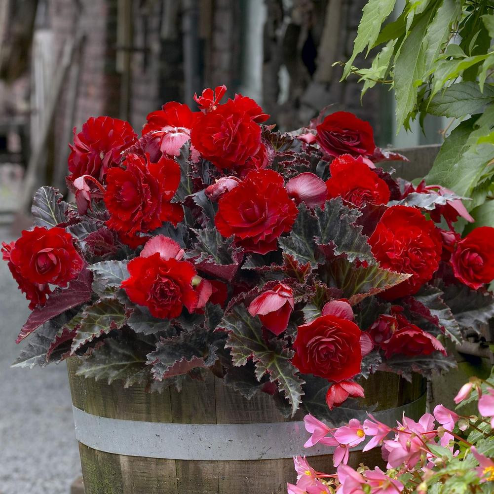 Begonia Double Maxima Switzerland - Thumbnail 4