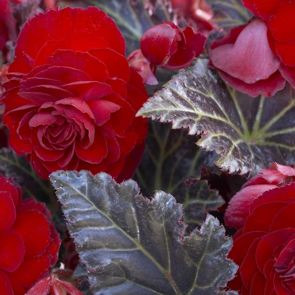 Begonia Double Maxima Switzerland - Thumbnail 2