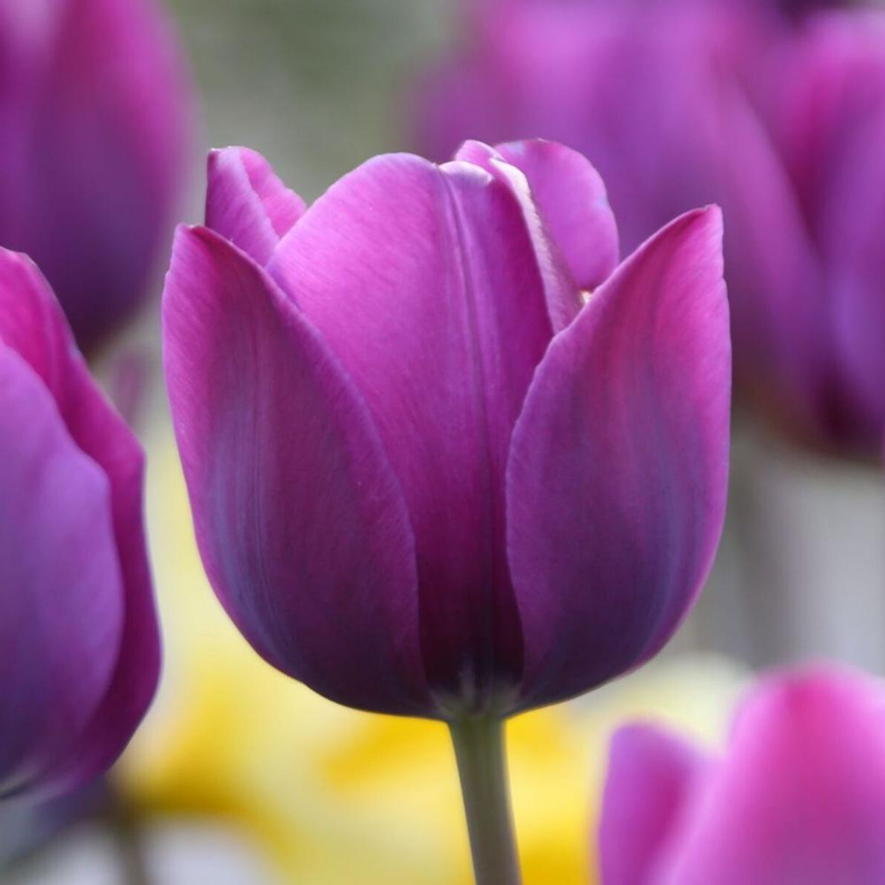 Tulip Triumph Negrita - 20 bulbs - Longfield Gardens