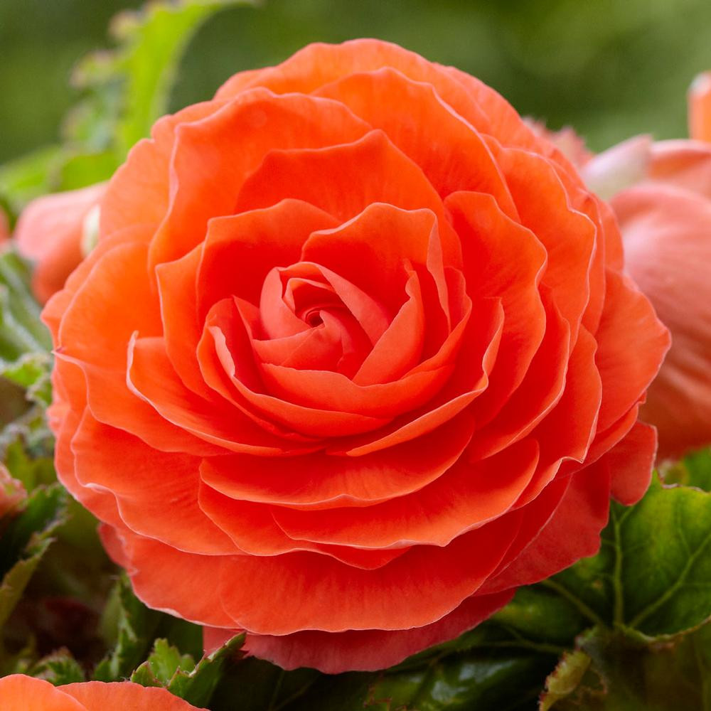Begonia Upright Double Roseform Orange 3 Tubers 6 7cm Longfield Gardens
