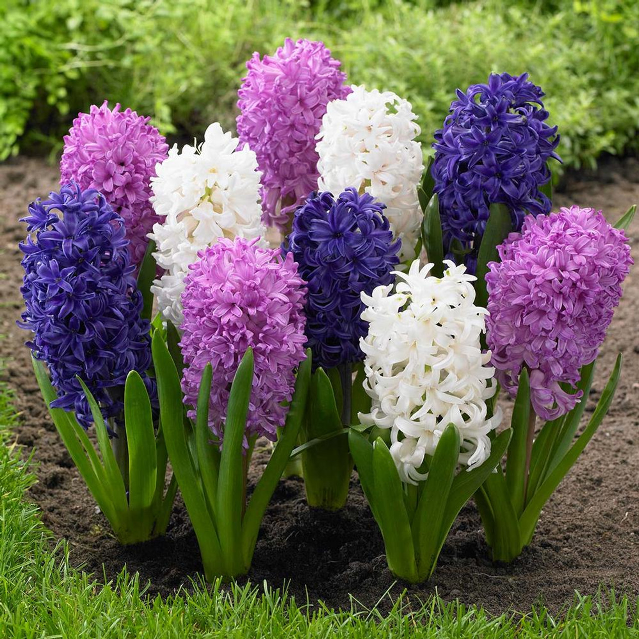 Hyacinth Orientalis Moonbeam Mix - 10 bulbs - Longfield Gardens