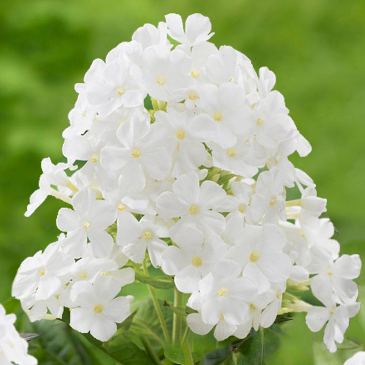 phlox paniculata david