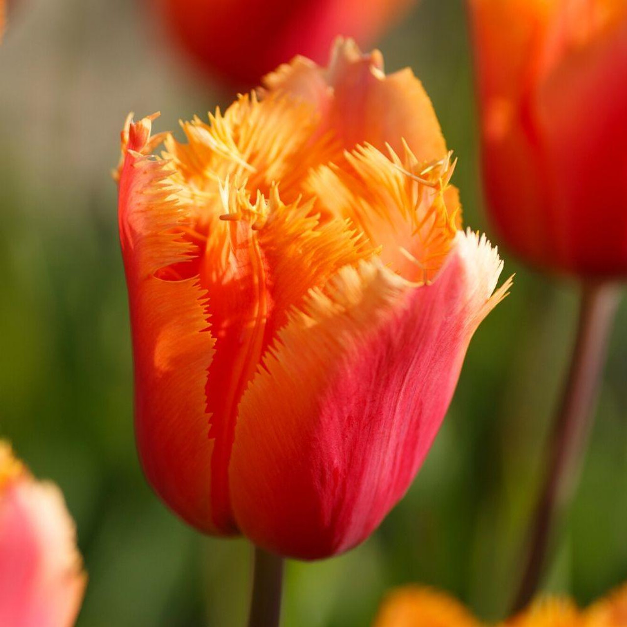 Tulip Fringed Lambada - 10 bulbs - Longfield Gardens