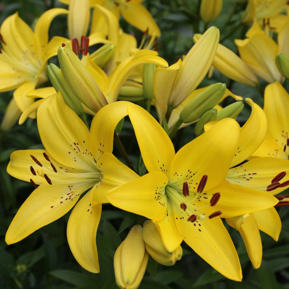 Lily Longiflorum Asiatic (LA) Yellow Diamond - Thumbnail 2