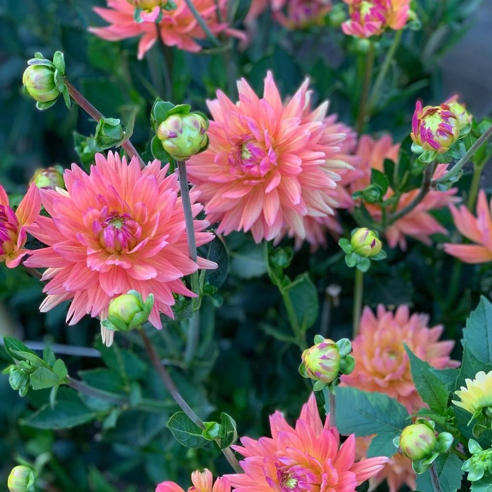 Dahlia Cactus Karma Pink Corona