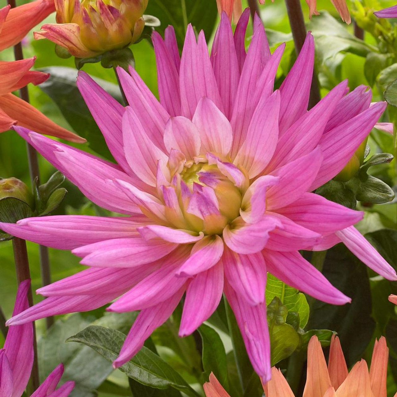 Dahlia Cactus Karma Corona - 2 tuber clumps - Longfield Gardens