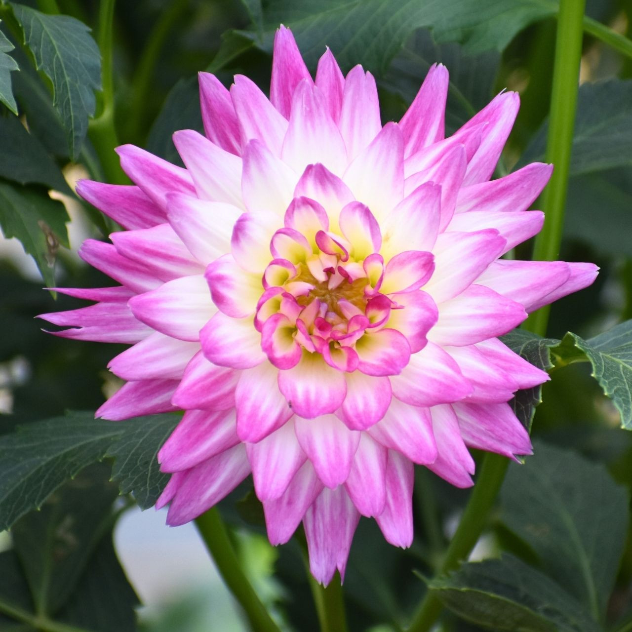 Dahlia Cactus Karma Pink Corona - 2 tuber clumps - Longfield Gardens