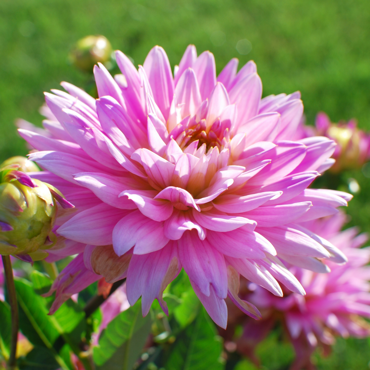 Dahlia Cactus Karma Pink Corona - Thumbnail 4