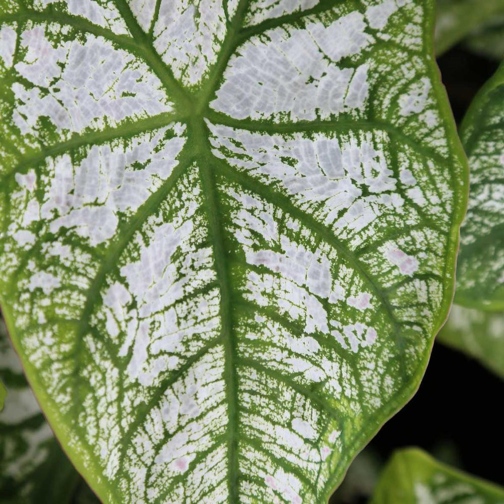 Caladium Fancy White Christmas - Thumbnail 2