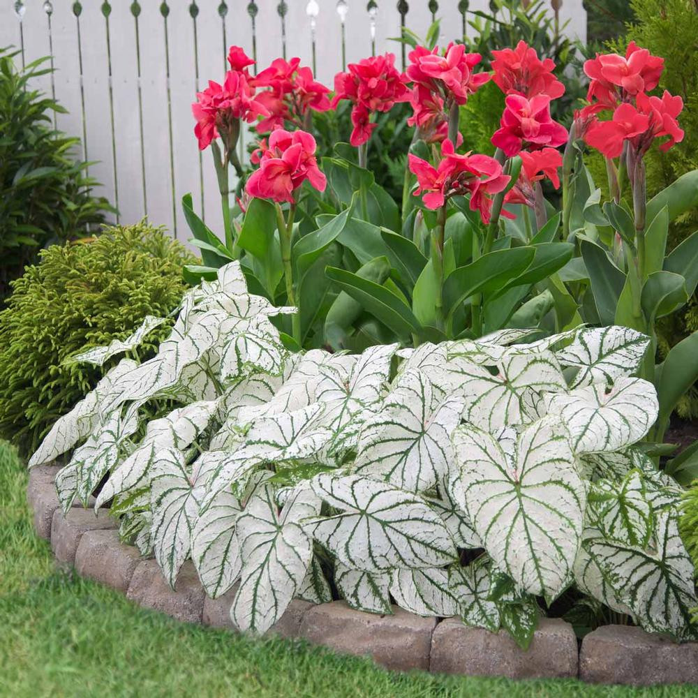 Caladium Fancy White Christmas - Thumbnail 3