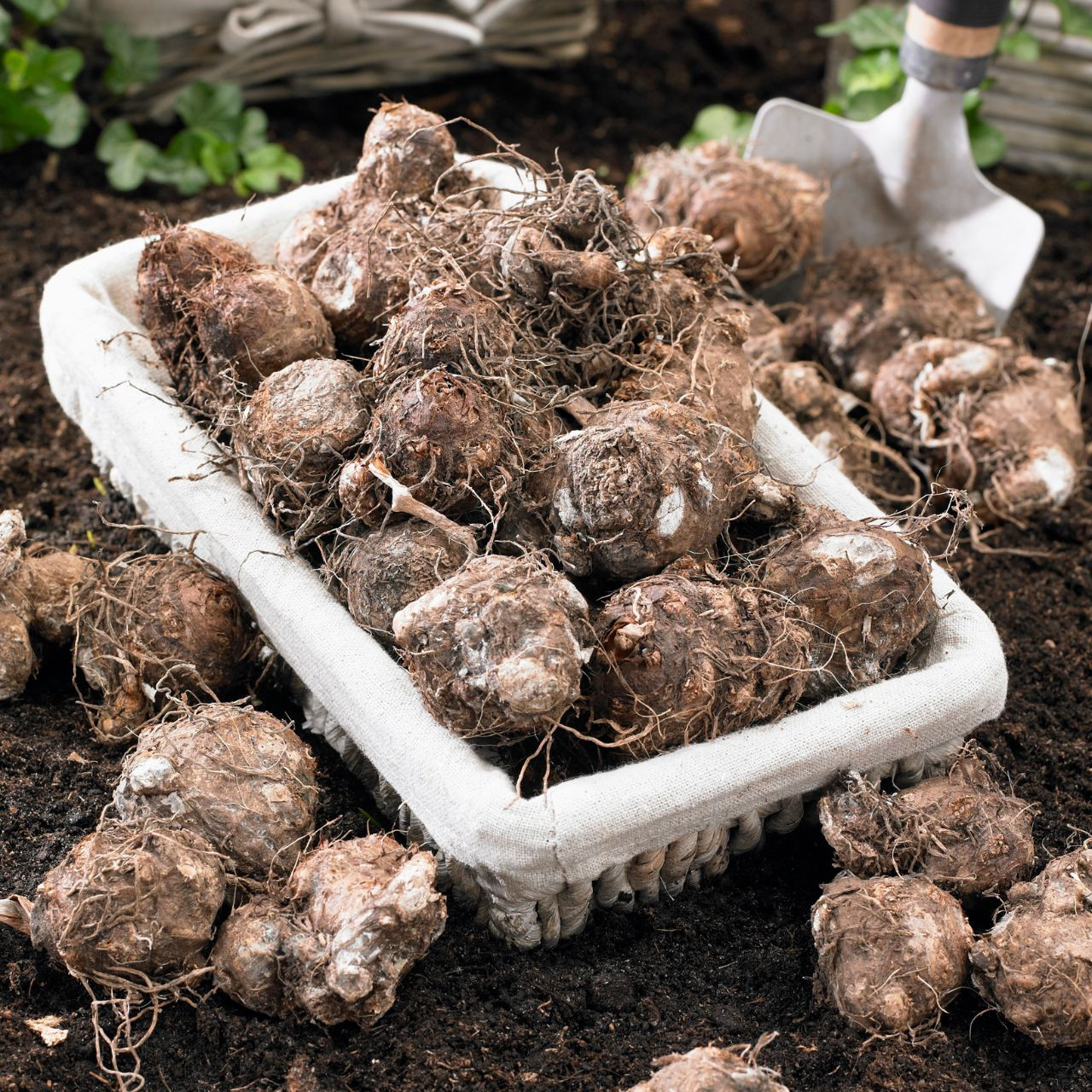 Caladium Fancy White Christmas - Bulk Offer - Thumbnail 5