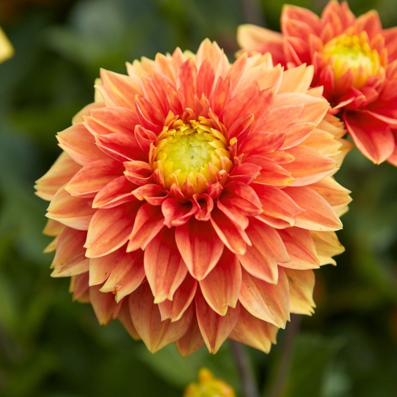 Dahlia Decorative Sunset Tropicana - 2 tuber clumps - Longfield