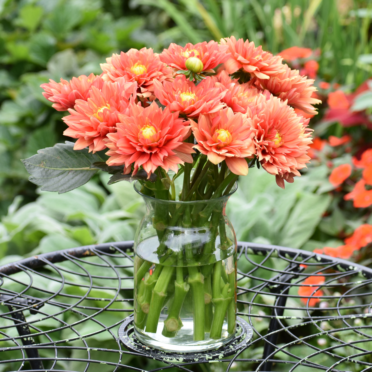 Dahlia Decorative Sunset Tropicana - 2 tuber clumps - Longfield