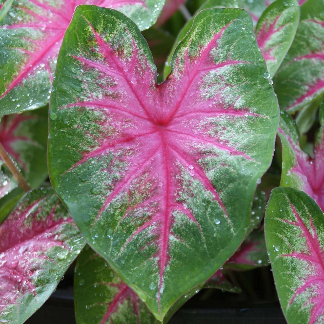 Caladium 'Rosebud' (Angel Wings)