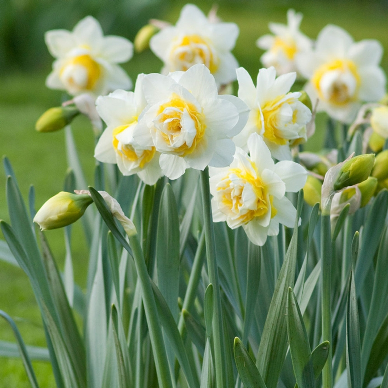 Daffodil Double Lingerie - 10 bulbs - Longfield Gardens