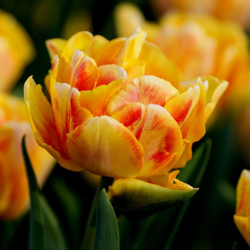 Tulip Double Early Foxy Foxtrot - 20 bulbs - Longfield Gardens